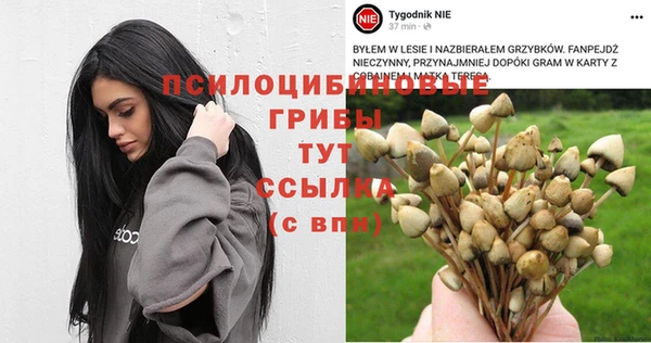 прущие грибы Волоколамск